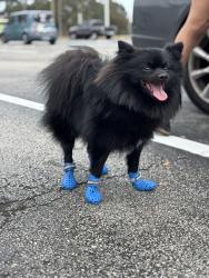 Lost Male Dog last seen near 1894 macklin st nw, Palm Bay, FL 32907