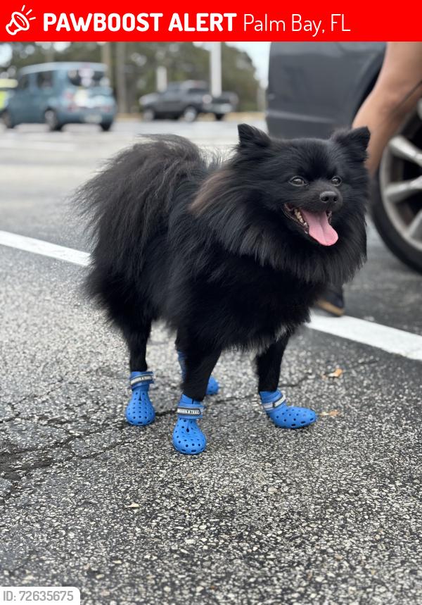Lost Male Dog last seen near 1894 macklin st nw, Palm Bay, FL 32907