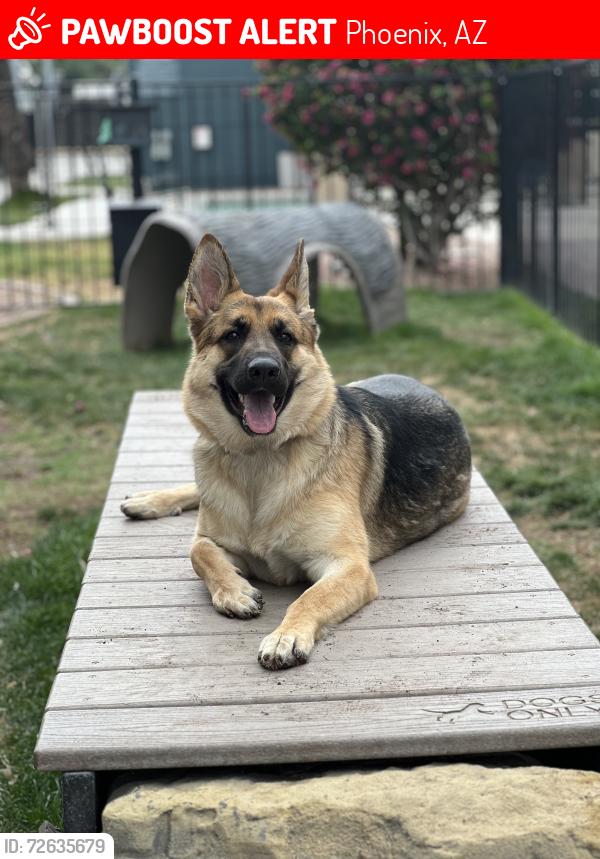 Lost Female Dog last seen Downtown, Phoenix, AZ 85016