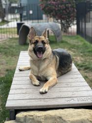 Lost Female Dog last seen Downtown, Phoenix, AZ 85016