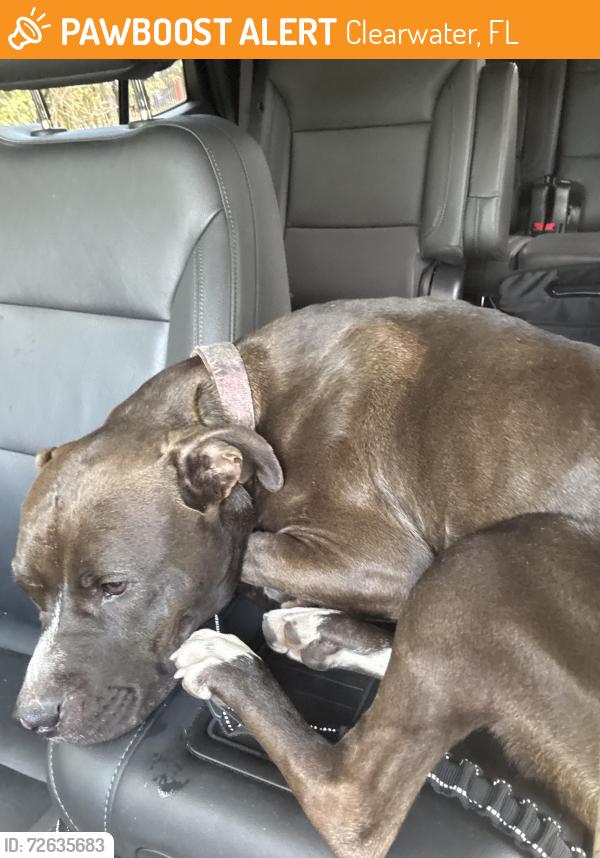 Found/Stray Female Dog last seen Burns dr, Clearwater, FL 33756