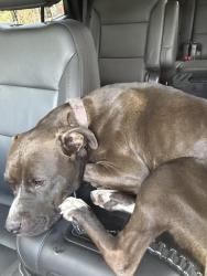 Found/Stray Female Dog last seen Burns dr, Clearwater, FL 33756