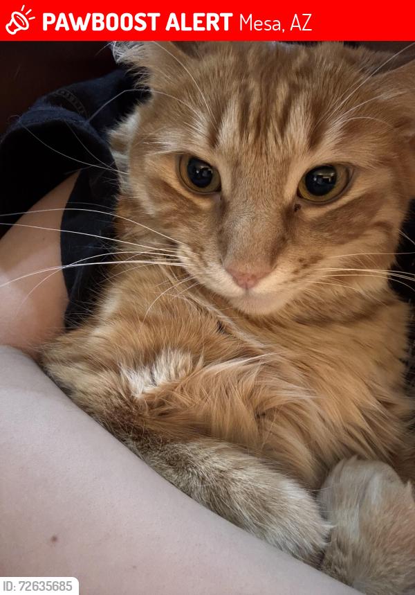 Lost Male Cat last seen Falcon field airport , Mesa, AZ 85215