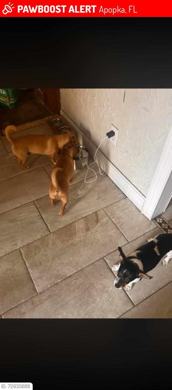 Lost Male Dog last seen E semoran , Apopka, FL 32703