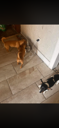 Lost Male Dog last seen E semoran , Apopka, FL 32703
