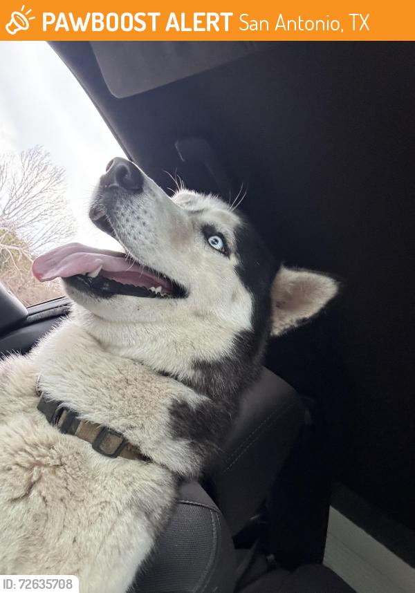 Found/Stray Male Dog last seen South east side San Antonio , San Antonio, TX 78220