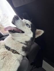 Found/Stray Male Dog last seen South east side San Antonio , San Antonio, TX 78220