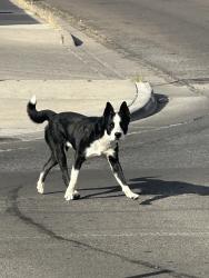 Found/Stray Unknown Dog last seen Central ave, Albuquerque, NM 87105