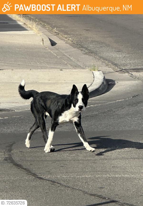 Found/Stray Unknown Dog last seen Central ave, Albuquerque, NM 87105