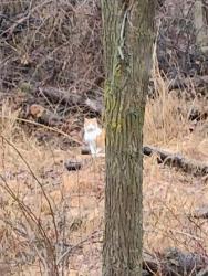 Found/Stray Unknown Cat last seen Maple hollow Duncanville in the woods, Duncansville, PA 16635