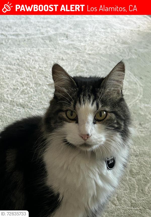 Lost Male Cat last seen KattelaBoulevard in Los Alamitos Blvd., Los Alamitos, CA 90720
