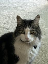 Lost Male Cat last seen KattelaBoulevard in Los Alamitos Blvd., Los Alamitos, CA 90720