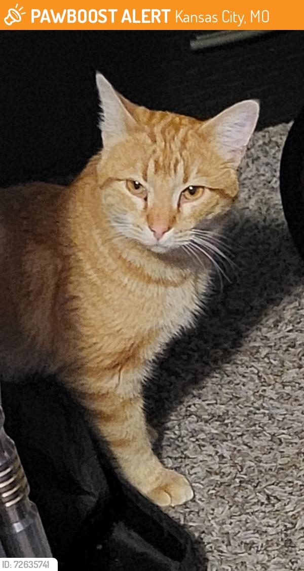 Found/Stray Male Cat last seen 63rd and prospect , Kansas City, MO 64130