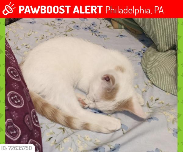 Lost Male Cat last seen Glendale and Loretto Aves. , Philadelphia, PA 19111