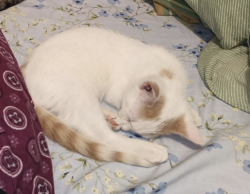 Lost Male Cat last seen Glendale and Loretto Aves. , Philadelphia, PA 19111