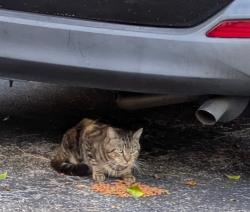 Found/Stray Unknown Cat last seen Melaleuca and Jog in the Fountains, Palm Beach County, FL 33463