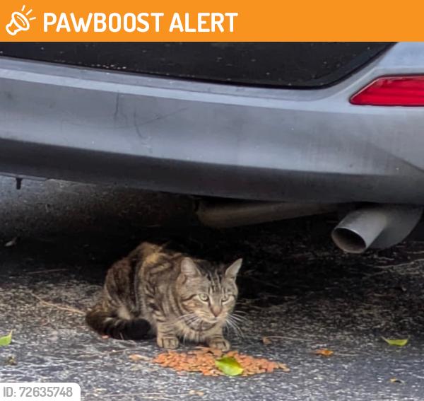 Found/Stray Unknown Cat last seen Melaleuca and Jog in the Fountains, Palm Beach County, FL 33463