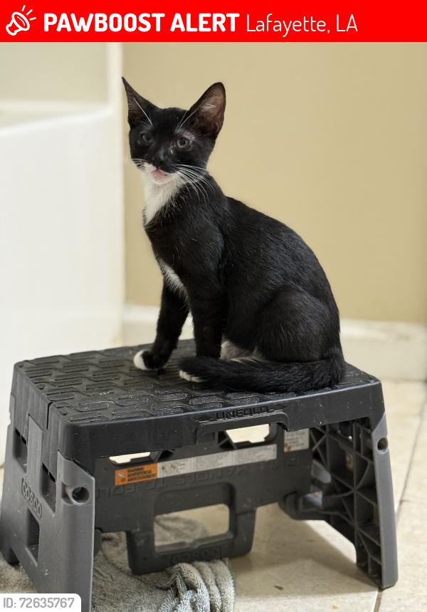 Lost Female Cat last seen Evangeline through way and south buchanan street, Lafayette, LA 70501