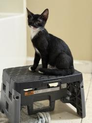 Lost Female Cat last seen Evangeline through way and south buchanan street, Lafayette, LA 70501