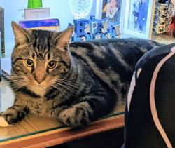 Lost Female Cat last seen Glendale and Loretto Aves. , Philadelphia, PA 19111
