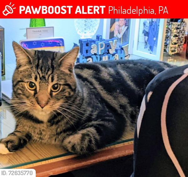 Lost Female Cat last seen Glendale and Loretto Aves. , Philadelphia, PA 19111