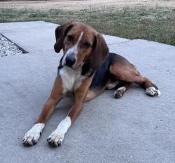 Found/Stray Male Dog last seen Easton Road, Wade, NC, Wade, NC 28395