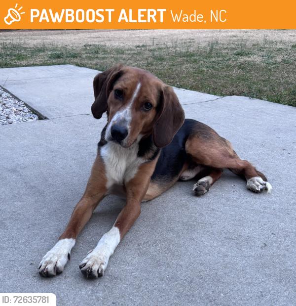 Found/Stray Male Dog last seen Easton Road, Wade, NC, Wade, NC 28395