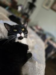 Lost Male Cat last seen Vittetoe Rd, Walker County, GA 30707