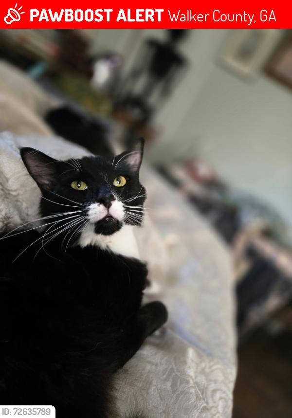 Lost Male Cat last seen Vittetoe Rd, Walker County, GA 30707