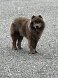 Found/Stray Unknown Dog last seen Rivertown Subaru, Columbus, GA 31904