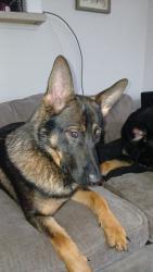 Lost Female Dog last seen In the wooden area! By walmart! Lots of woods!, Tigard, OR 97223