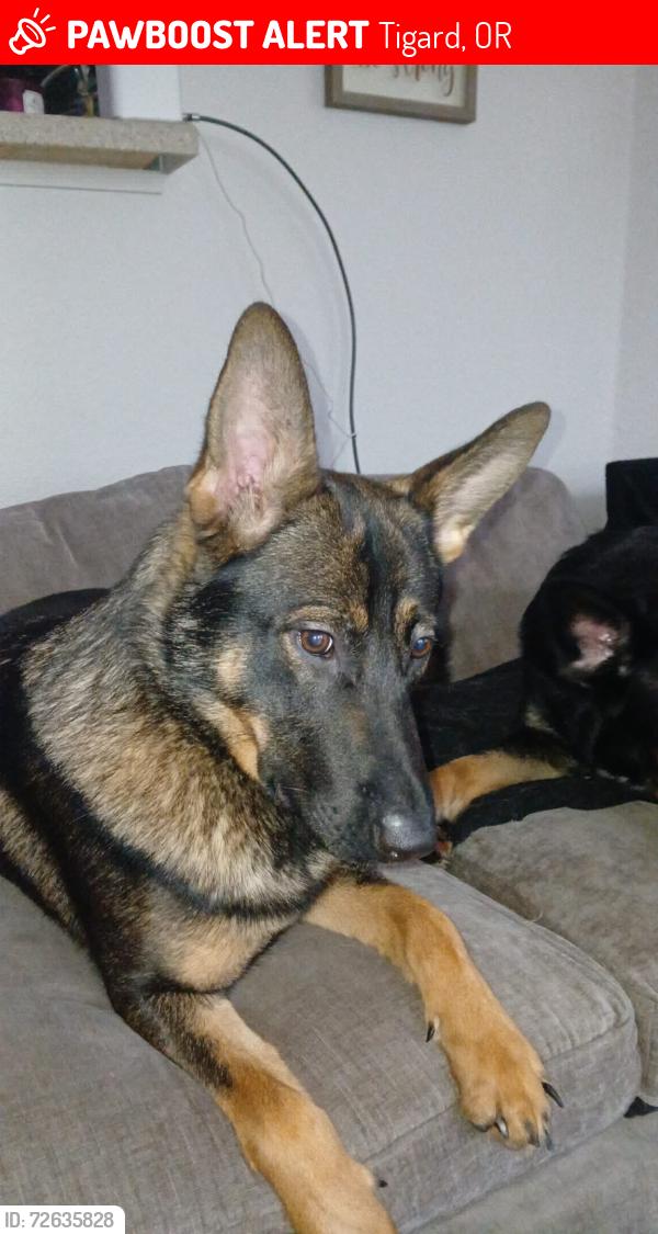 Lost Female Dog last seen In the wooden area! By walmart! Lots of woods!, Tigard, OR 97223