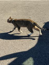 Found/Stray Unknown Cat last seen Ace Hardware parking lot, San Ramon, CA 94583