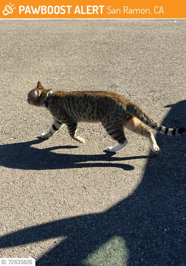 Found/Stray Unknown Cat last seen Ace Hardware parking lot, San Ramon, CA 94583