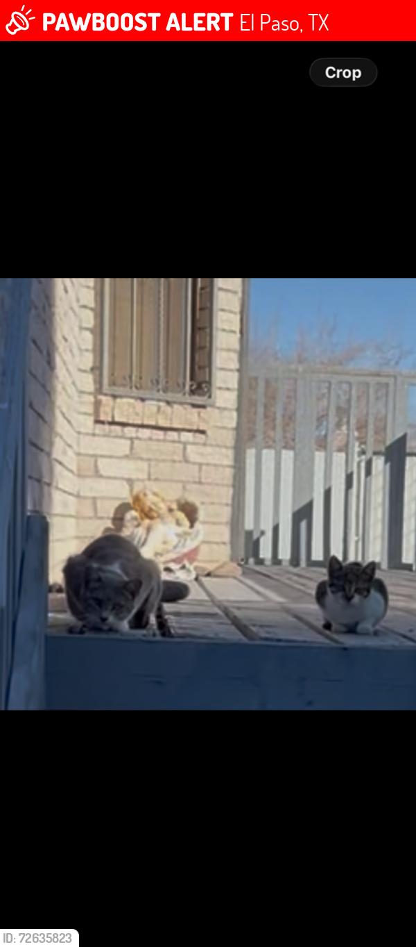 Lost Female Cat last seen Far East Animal Care Center, El Paso, TX 79938