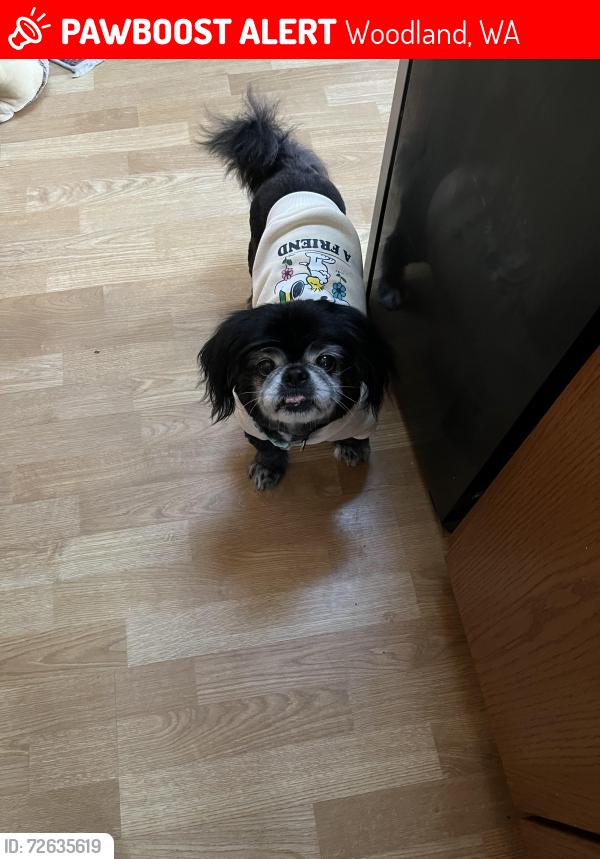 Lost Male Dog last seen Goerig/ Dale street, Woodland, WA 98674
