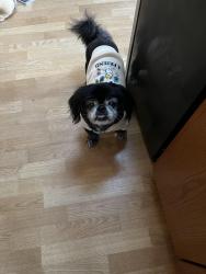 Lost Male Dog last seen Goerig/ Dale street, Woodland, WA 98674