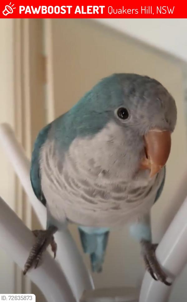 Lost Male Bird last seen Quakers parkway, Quakers Hill, NSW 2763
