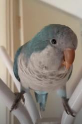 Lost Male Bird last seen Quakers parkway, Quakers Hill, NSW 2763