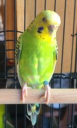 Found/Stray Female Bird last seen Fulton and Scott, San Francisco, CA 94117