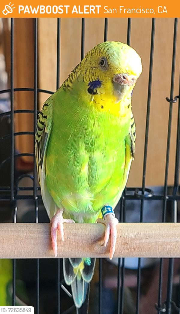 Found/Stray Female Bird last seen Fulton and Scott, San Francisco, CA 94117