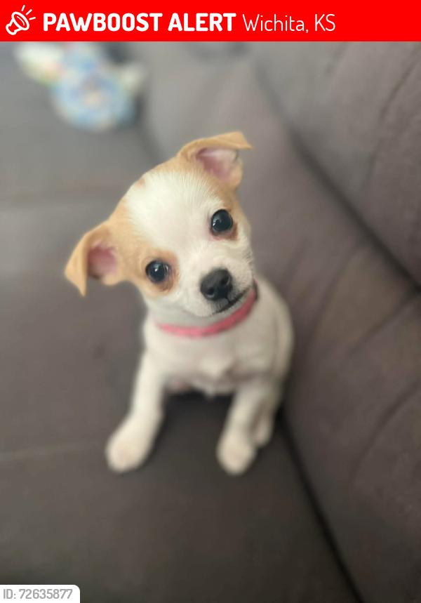 Lost Female Dog last seen 16th and Waco, Wichita, KS 67203