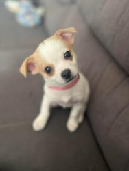Lost Female Dog last seen 16th and Waco, Wichita, KS 67203