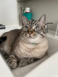 Lost Male Cat last seen W deep creek blvd , Hastings, FL 32145
