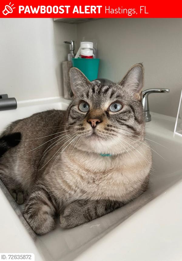 Lost Male Cat last seen W deep creek blvd , Hastings, FL 32145
