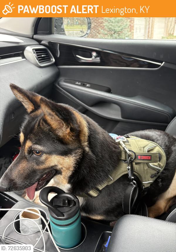 Found/Stray Unknown Dog last seen Willman way, Lexington, KY 40509