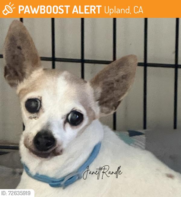 Found/Stray Unknown Dog last seen 4th st. And San Antonio , Upland, CA 91786