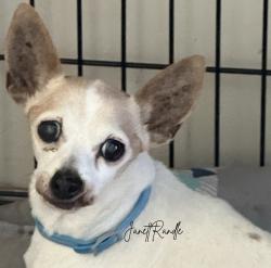 Found/Stray Unknown Dog last seen 4th st. And San Antonio , Upland, CA 91786