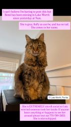 Lost Female Cat last seen The Fountains Country Club, Greenacres, FL 33467