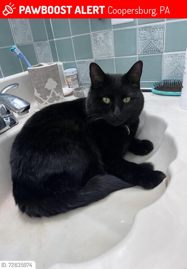 Lost Female Cat last seen Faith drive, Coopersburg , Coopersburg, PA 18036